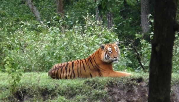 the-tiger-who-gave-a-photo-in-mudumalai