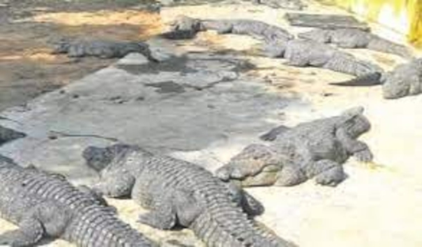 thousands-of-crocodiles-to-be-sent-to-gujarat-court-orders-tamil-nadu-government-to-respond