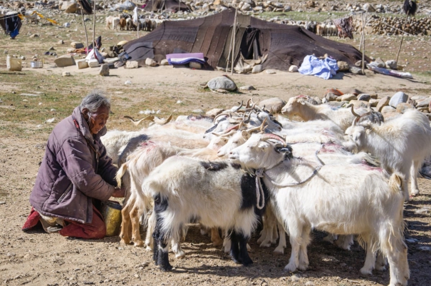 ladakhi-nomads-struggle-to-survive-in-india-china-border