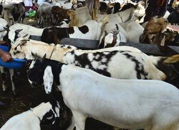 goats-sold-at-ettayapuram-market-for-7-crore-rupees