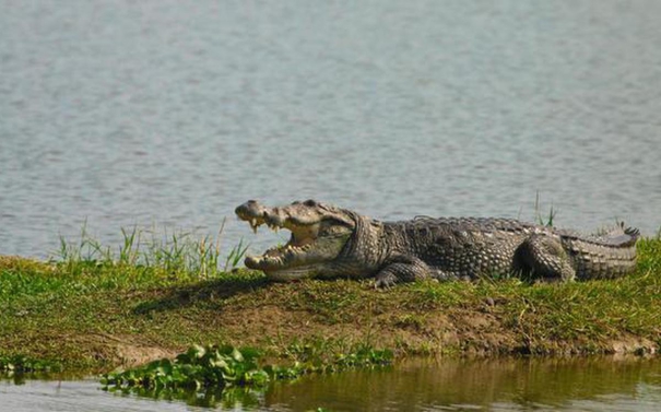 10-year-old-boy-swallowed-by-giant-crocodile-while-bathing-in-mp-chambal-river