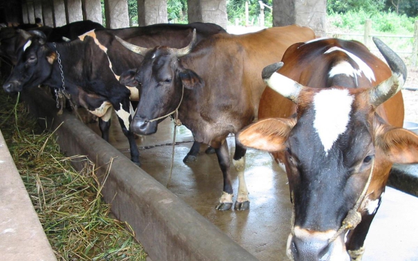 chhattisgarh-government-to-soon-buy-cattle-urine-at-4-per-litre-from-farmers