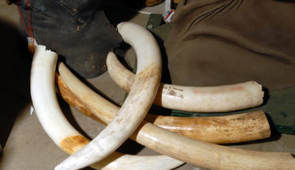 the-forest-department-arrested-those-who-had-ivory-and-tiger-claws