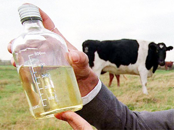 govt-buys-cow-urine-from-farmers-rs-4-per-litre