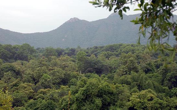 554-sq-km-forest-land-diverted-for-non-forestry-purposes-in-last-3-yrs