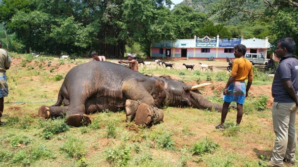 elephant-ivory-smuggling-boy-arrested