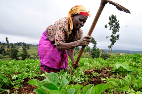 horticulture-department-announcement-that-vegetable-seeds-and-seedlings-required-for-adipattam-are-ready