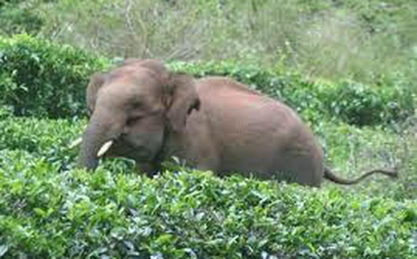 odisha-tusker-succumbs-to-gunshot-injuries-3rd-poaching-in-less-2-months