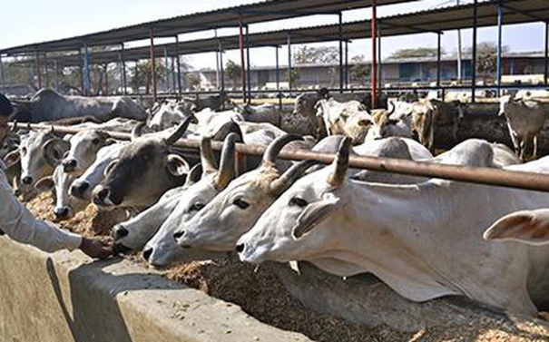 lumpy-skin-disease-kills-1200-cattle-in-rajasthan-government-takes-action