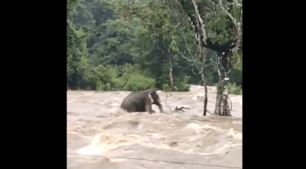 flood-in-river-wild-elephant-stuck-in-river-viral-video