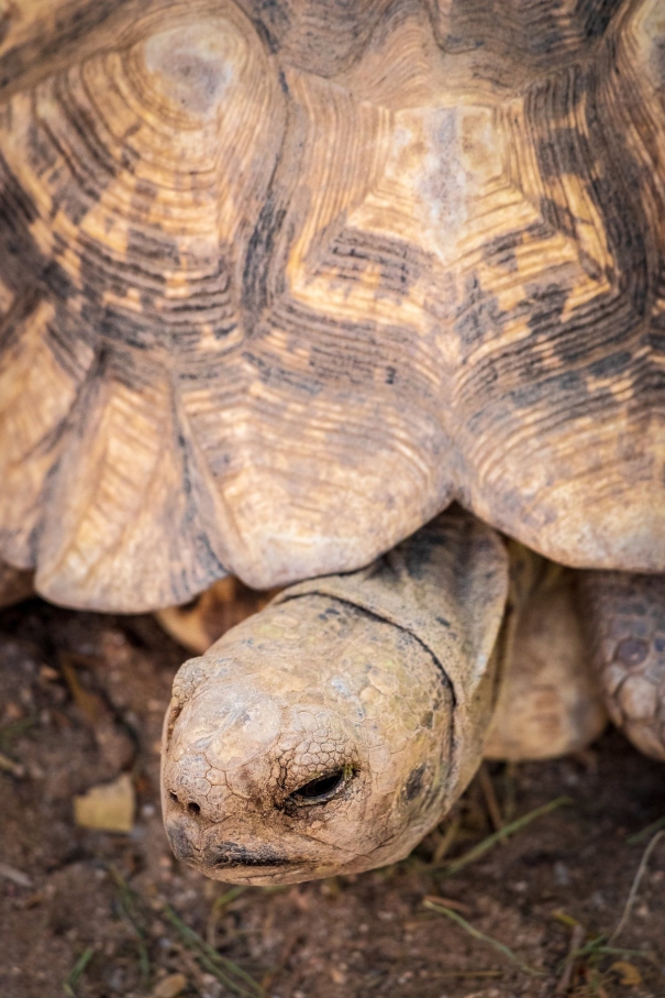 large-tortoise-on-the-track-stops-trains-for-more-than-an-hour