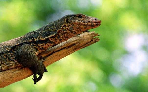 iguanas-reproducing-on-galapagos-island-a-century-after-disappearing