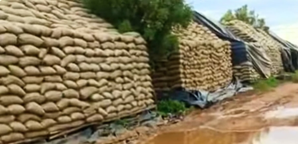 1000-tons-of-paddy-bags-stashed-at-godown-got-inundated-in-rainwater-near-madurai