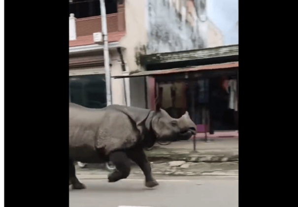 rhino-running-casually-on-the-road-the-surprising-video-that-went-viral