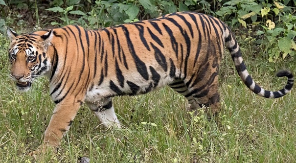 4-year-old-girl-dies-after-tiger-strikes