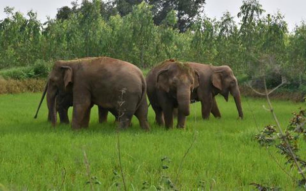 world-elephant-day-central-governments-special-announcement-on-agasthiyar-hill