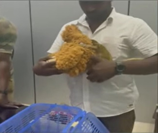 seizure-of-smuggled-gold-rajanagam-tortoise-monkey-shock-at-chennai-airport