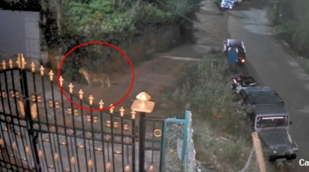 leopard-movement-in-residential-area-in-coonoor