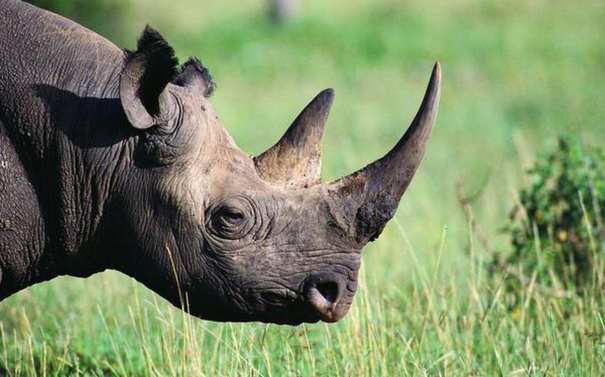 3-arrested-for-rhino-horn-smuggling-in-assam