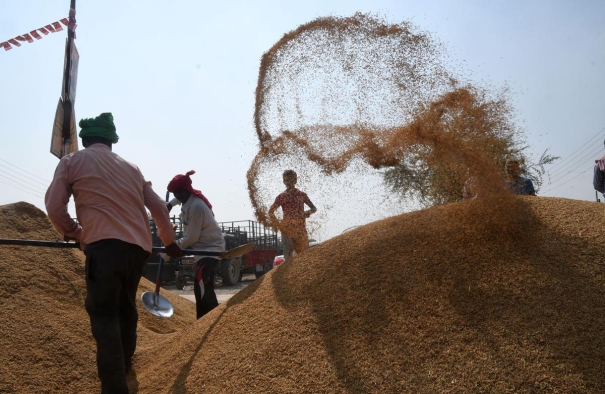 indias-restrictions-on-rice-exports-paralysed-trading-in-asia