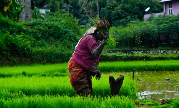 india-defends-its-decision-to-ban-rice-wheat-exports-at-wto