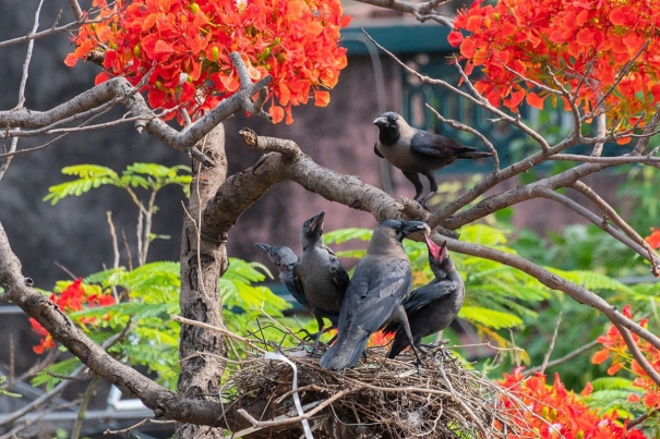 interesting-facts-about-crows