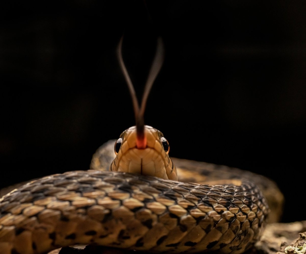 snake-spotted-in-us-plane