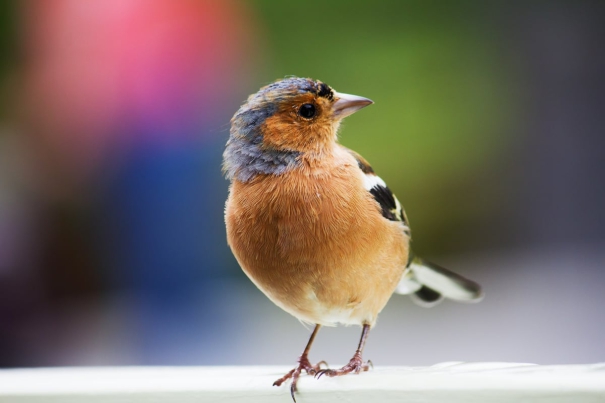 bird-and-birdsong-encounters-improve-mental-health