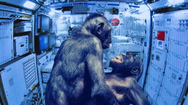 monkeys-go-to-space-for-chinas-mating-research