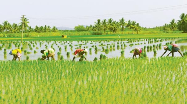 crop-insurance-for-tamilnadu-farmers