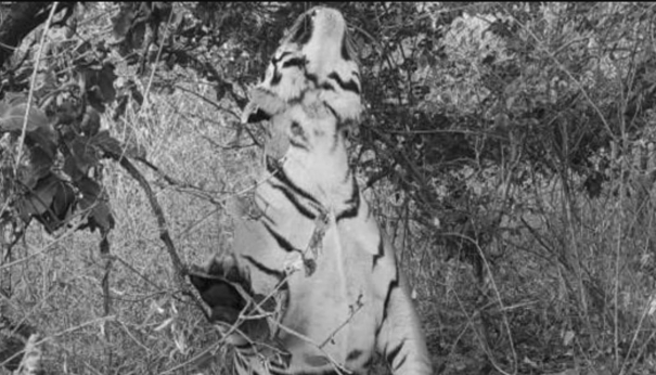 tiger-killed-by-hanging