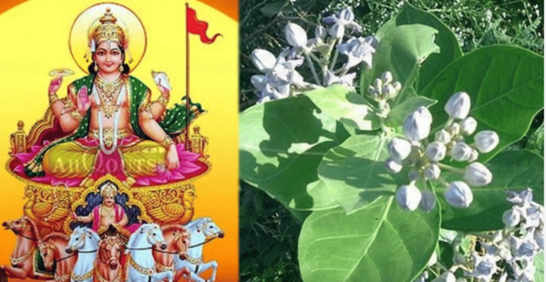 ratha-saptami-bhishmashtami-why-bathe-with-seven-castor-leaves