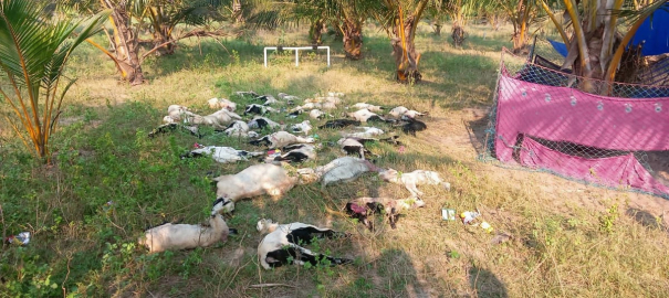 32-goats-died-after-being-bitten-by-dogs