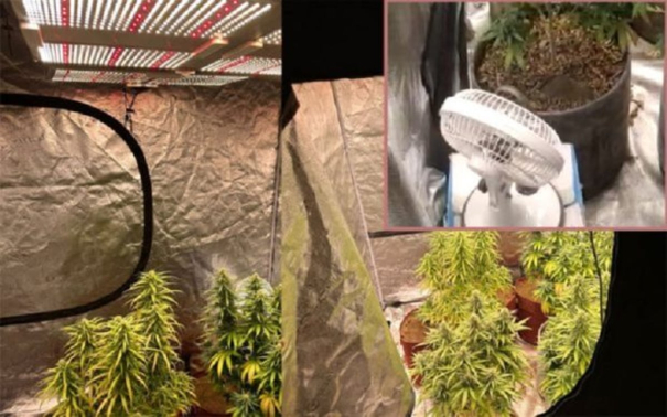 5-medical-students-arrested-for-growing-cannabis-and-selling-it-in-hi-tech-mode-in-ac-room