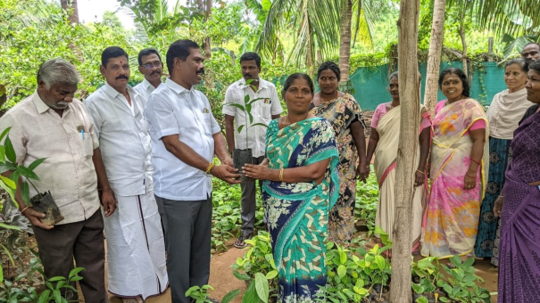 production-of-mango-calves-from-littered-mangoes