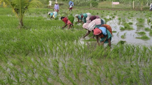 kurvai-thokuppu-scheme-extension-for-farmers