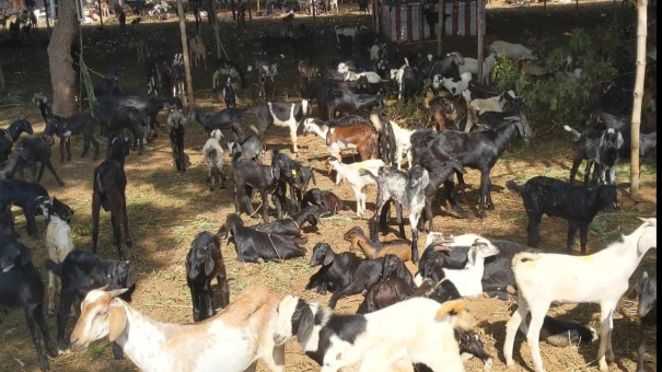 60-goats-give-to-kottai-karuppannasamy-teple-for-festival