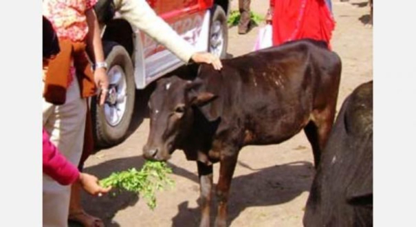 benefits-of-giving-agathi-keerai-to-cow