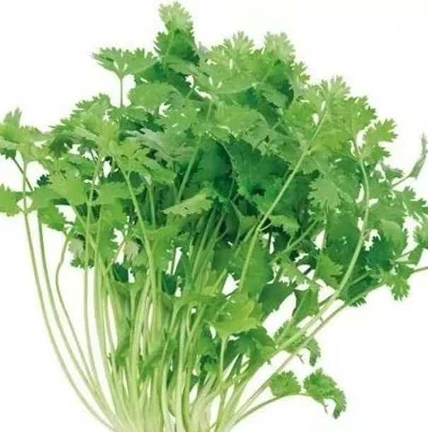 farmers-suffer-due-to-price-impact-of-coriander-leaves