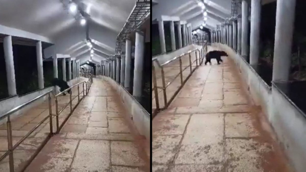 devotees-going-to-tirupati-beware-bear-wild-boar-porcupine-movements-recorded-on-camera