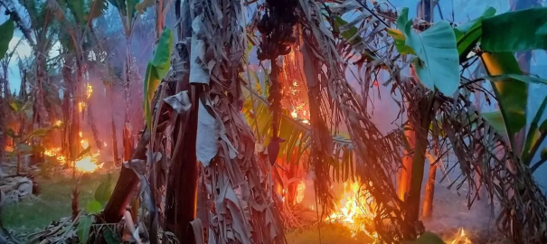 banana-trees-were-burnt-and-damaged-in-a-fire