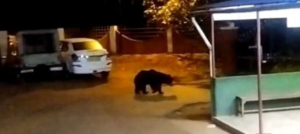 bear-enter-to-police-station