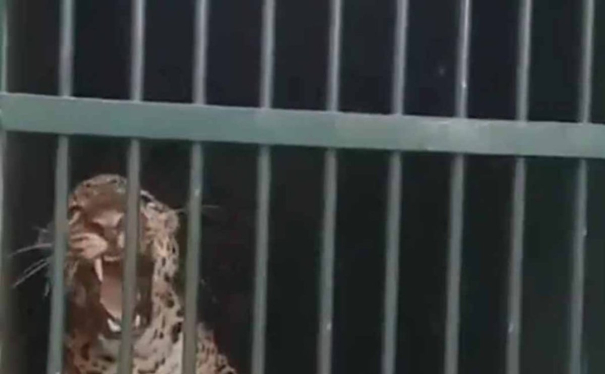 leopard-trapped-in-tirupati