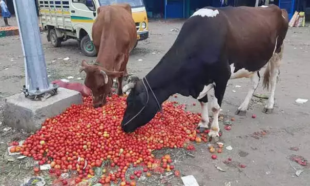 tomato-prices-have-dropped