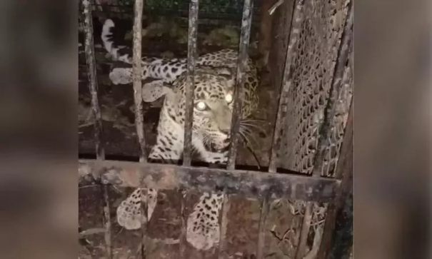 another-panther-caught-in-a-cage-at-tirupati-hill-way