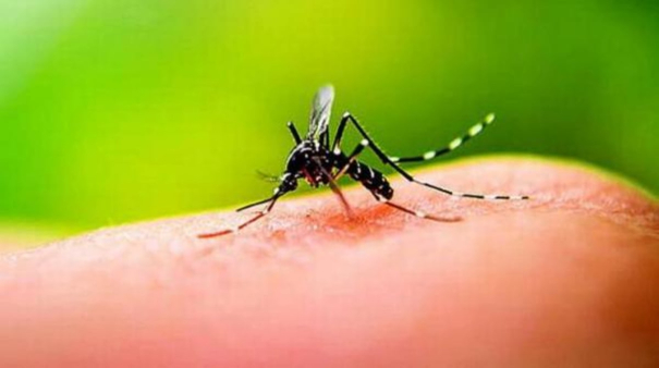 dengue-threatening-tamil-nadu-the-number-of-cases-has-increased