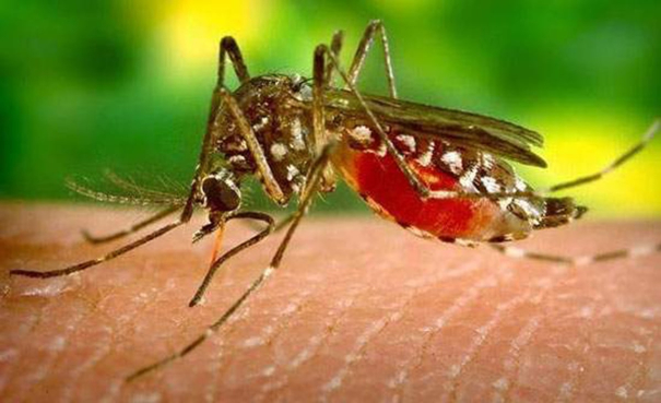 1000-medical-camps-across-tamil-nadu-to-control-dengue-fever