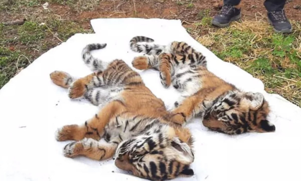 10-tigers-dead-within-one-month-in-nilgiris-district