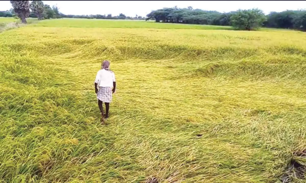 500-acres-of-guruvai-crops-were-damaged-due-to-rain