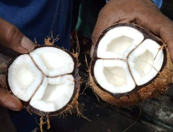 3-compartments-found-in-coconut-broken-at-tiruvannamalai-temple